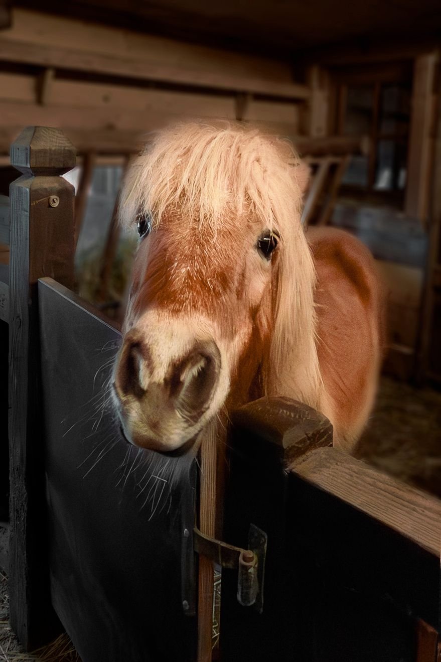 Un adorable poney dans une étable traditionnelle, symbolisant le charme rustique des montagnes de la Haute-Savoie.